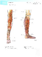 Sobotta  Atlas of Human Anatomy  Trunk, Viscera,Lower Limb Volume2 2006, page 357